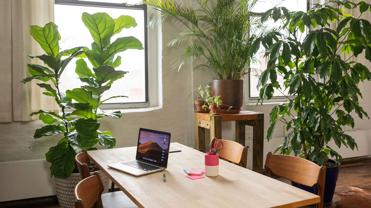 brighten-your-place-of-work-with-office-plant-rental-and-maintenance
